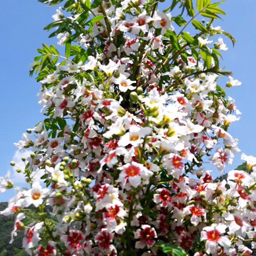 유실수 학명/명칭